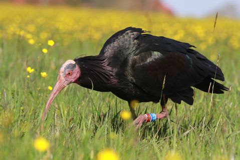 www-waldrapp-72c59ceaf867f50125bb62b0a0a1dedf.jpg