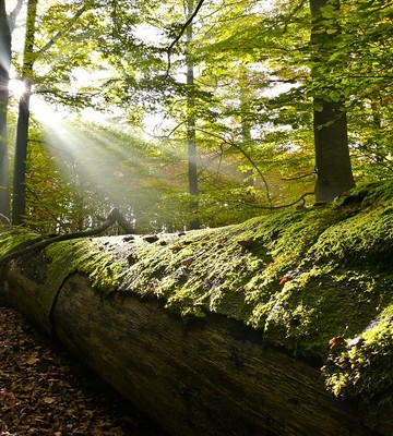 greenpeace-2-b48efdb6ec30828975a09cd4e48a6b1d.jpg