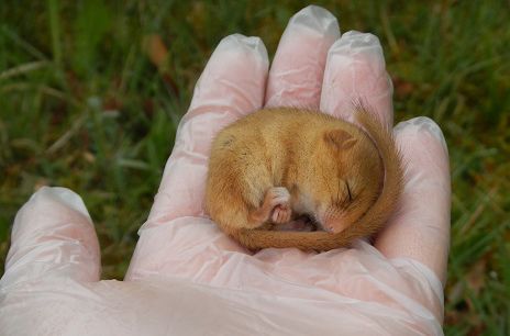Der Lebensraum der Haselmaus in Bayern ist stark gefährdet - das soll sich ändern. Der Lebensraum der Haselmaus in Bayern ist stark gefährdet - das soll sich ändern.