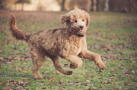Hunde sind Meister darin, über Äußerlichkeiten hinweg direkt in unser Herz zu sehen und jeden so zu akzeptieren, wie er ist. Hunde sind Meister darin, über Äußerlichkeiten hinweg direkt in unser Herz zu sehen und jeden so zu akzeptieren, wie er ist.