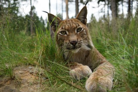 WWF Luchs WWF Luchs