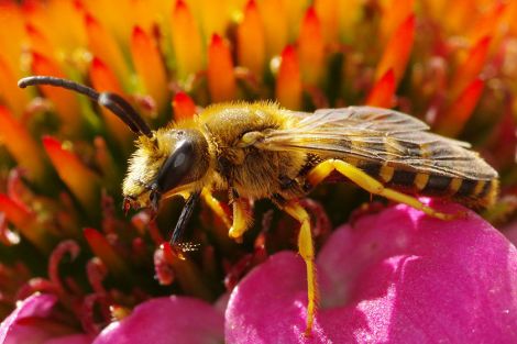 Wildbienen sind auf Schutz angewiesen Wildbienen sind auf Schutz angewiesen