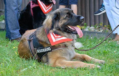 Der Malteser Hilfsdienst e.V. bringt ausgebildete Vierbeiner mit Menschen zusammen, die selten oder gar nicht mit Tieren in Verbindung kommen, ganz einfach, weil es das Leben in einem Altenheim oder Krankenhaus nicht zulässt. Der Malteser Hilfsdienst e.V. bringt ausgebildete Vierbeiner mit Menschen zusammen, die selten oder gar nicht mit Tieren in Verbindung kommen, ganz einfach, weil es das Leben in einem Altenheim oder Krankenhaus nicht zulässt.