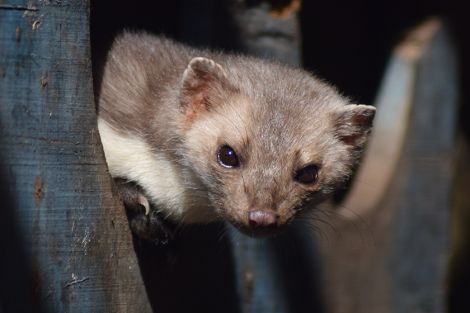 Marder sind wichtig für das biologische Gleichgewicht in unserer Heimat Marder sind wichtig für das biologische Gleichgewicht in unserer Heimat