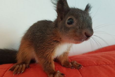 Das Eichhörnchen Mimi wächst auf um bald ausgewildert zu werden Das Eichhörnchen Mimi wächst auf um bald ausgewildert zu werden
