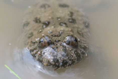 Unser Förderprojekt schafft neue Lebensräume für die seltenen Tiere Unser Förderprojekt schafft neue Lebensräume für die seltenen Tiere