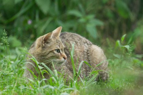 Eine Wildkatze in ihrem natürlichen Lebensraum – Foto Ralph Frank WWF Eine Wildkatze in ihrem natürlichen Lebensraum – Foto Ralph Frank WWF