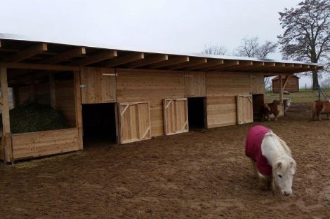 Die Ponys können hier einen schönen Lebensabend verbringen Die Ponys können hier einen schönen Lebensabend verbringen