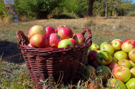 Eine gute Ernte Eine gute Ernte