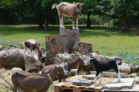 Thüringer Waldziegen bieten ein echtes Unterhaltungsprogramm Thüringer Waldziegen bieten ein echtes Unterhaltungsprogramm