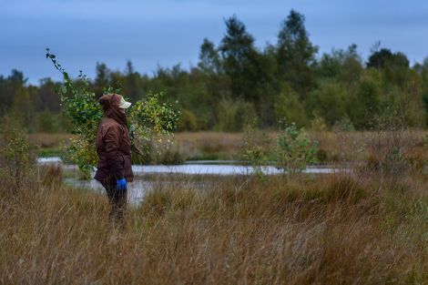 Das Moor: Vielfältig und beeindruckend Das Moor: Vielfältig und beeindruckend