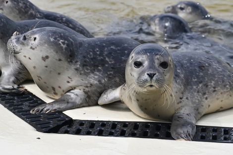 Die Seehundstation Friedrichskoog ist gemäß internationalem Seehundabkommen die einzig autorisierte Aufnahmestelle für verlassen oder erkrankt aufgefundene Robben in Schleswig-Holstein Die Seehundstation Friedrichskoog ist gemäß internationalem Seehundabkommen die einzig autorisierte Aufnahmestelle für verlassen oder erkrankt aufgefundene Robben in Schleswig-Holstein