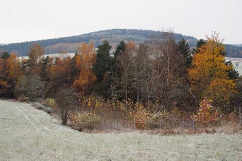 In Deutschland entstehen neue Wälder - dank Primaklima und unseren Teilnehmern! In Deutschland entstehen neue Wälder - dank Primaklima und unseren Teilnehmern!